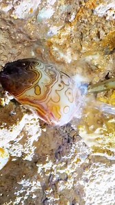 12K views · 242 reactions | Agates, Crystals & Precious Gems ✨ A Treasure Trove! A world of sparkle and elegance! ✨ From radiant emeralds to shimmering gold, nature’s finest treasures never go out of style. What’s your favorite gem #agate #crystal #gold #gems #diamonds #goldmines #emeralds #pearl #preciousstones #luxuryfinds | Gold Amazing | Facebook