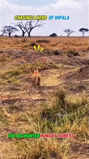 Big or Small Still Deadly 😱 #lion #impala #cat #wildlife