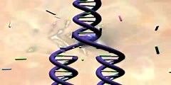 DNA multiplying
