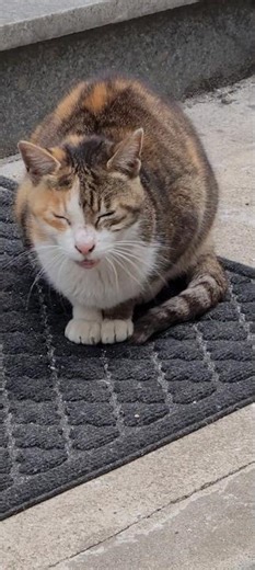 Let's learn about the various meanings of cat meows #cat #catsounds