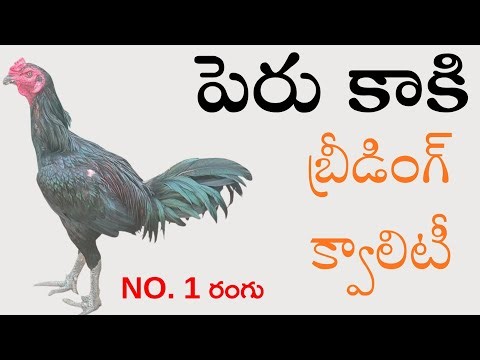పెరు పుంజు #9494945192 #Khrfarms #Peruvian #peru