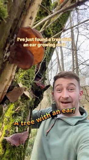 I found a tree with EARS👂🏻