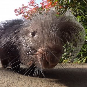Porcupine exercise keeps these pointy pals looking sharp. | Oregon Zoo