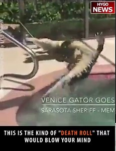 360K views · 519 reactions | Massive alligator lurks at bottom of Florida swimming pool, see the mind-blowing "death roll" https://www.instagram.com/p/BUxorNVFB-T/ Follow us on instagram -> @HygoNews | HYGO News | Facebook
