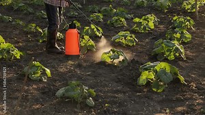 Farmer spraying pesticide sprayer garden farm vegetable garden spraying crop protection plant field rows. Agriculture fertilizer spraying insecticide. Fungicide. Herbicide. Backpack sprayer knapsack