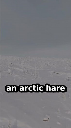 The Ghost of the Tundra: Arctic Hare's Fight to Survive #Shorts