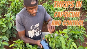 6.1K views · 97 reactions | How to identify and control thrips | Farm With Fred | Facebook