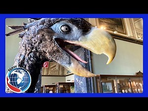 Massive 'Terror Bird' Fossil Discovered in Colombia—Unveiling a Prehistoric Predator!