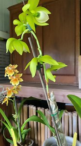 New Orchids available for Available at Orchid Alley in Old Kapaa Town. Live show each Thursday and Sunday at 2:00 pm Hawaii time, 7:00 pm Eastern Www.Facebook.com/OrchidAlleyKauai/ Available at Orchid Alley in Old Kapaa Town www.OrchidAlleyKapaa.com 808-822-0486 | Orchid Alley Kauai | Facebook