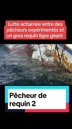 Le requin tigre est un espèce très très dangereux. #pecheur #requin