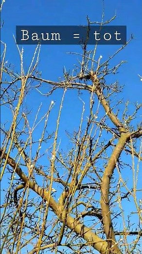 Baum ist tot