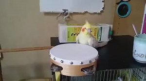 25K views · 552 reactions | Silly parakeet thinks it's a woodpecker! LOL | Bestfunnypets | Facebook