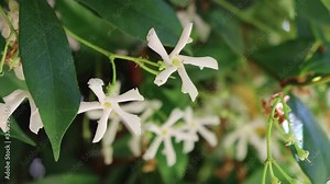 Close-up of White climber star Jasmin or jasmine bush in bloom on springtime. Trachelospermum jasminoides plant on selective focus