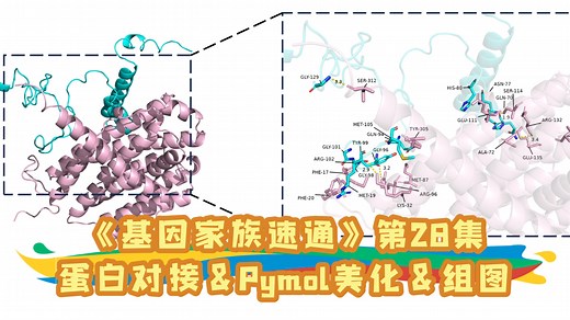 【基因家族速通】28.Hdock和Alphafold3分子对接&pymol美化详细教程&ppt组图及清晰导出&三连私Pymol分享指令和思维导图