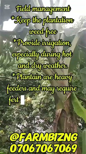 How to cultivate plantain successfully #agribusiness #farming #plantain