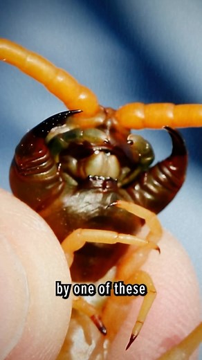 25K views · 553 reactions | Did you miss the big news? The centipede is coming back, and it’s bigger and bite-ier than ever.  in bio. | Brave Wilderness | Facebook