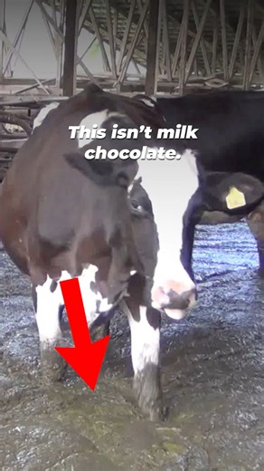 146K views · 1.9K reactions | Don’t want cow poop in your chocolate? 濫 Go vegan  #NationalChocolateDay | PETA (People for the Ethical Treatment of Animals) | Facebook