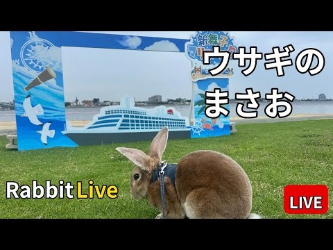 うさぎ見守り｜まさお 放牧中・自動追跡 まったり長時間ライブ 作業のおとも🐰Rabbit Tracking Live 2026.03.09