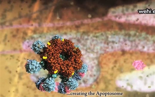 "死"也绚烂_细胞凋亡Apoptosis
