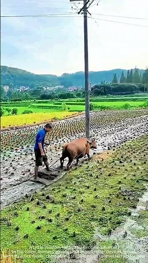 Workers level the rice fields with plow oxen pulling roller devices in the field