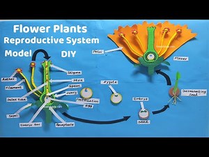 flower plants reproductive system model 3d making science project | DIY | howtofunda @craftpiller