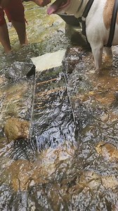 4.9M views · 10K reactions | Gold and Dogs #gold #dog #goldpanning #goldprospecting #sluice #prospecting #goldmining #goldminer #goldrush #goldfever #goldsluice | FishnGold | Facebook