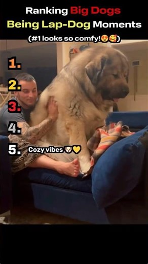 Big Dogs Acting Like Lapdogs 😂 Top 5 Moments Compilation