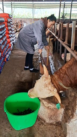 6.5K views | This woman works with care and calm – keeps the cows fed, the barn clean, and the farm alive #fblifestyle #farmher #rurallife | Yalla Studio TV | Facebook