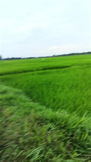 Haris Ama (@haris.ama4)’s videos with suara asli - Melody Mel mel