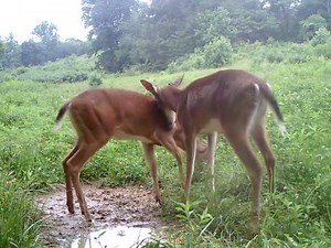 44K views · 240 reactions | Top Caption WINS a Snipe Creek shirt. Fun video. | Snipe Creek Western Kentucky Deer Hunting. | Facebook