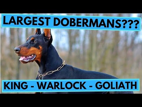 What is the Warlock Doberman? (King, Warlock, Goliath Dobermans)