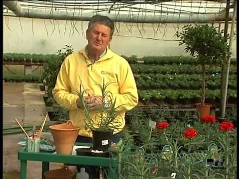 El jardinero en casa - El Clavel