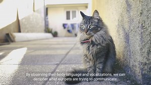 Understanding Pet Behavior: A Guide to Decode Your pets emotions