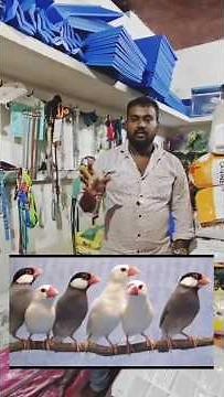 Birds taken rate cocktail, love birds, finches,java | birds shop purchase rate jjj birds