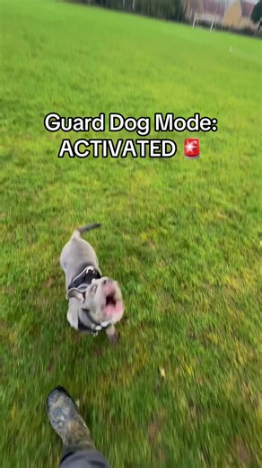 My 4 month old puppy guard dog 🚨 Whilst I have not and would never train him to be aggressive, I do encourage him to be alert, watch and listen for strange things and to alert me to them and then I say how we respond to that thing. Confidence and bond making #puppy #bulldog #oldenglishbulldog #guarddog #k9softiktok