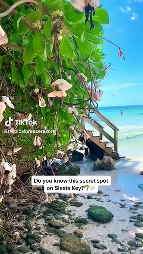 Exploring the Hidden Beauty of Siesta Key
