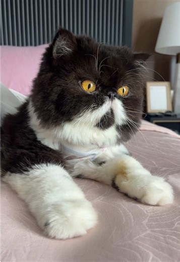 Cuddle Sleep with Your Best Friend: Fun Moments