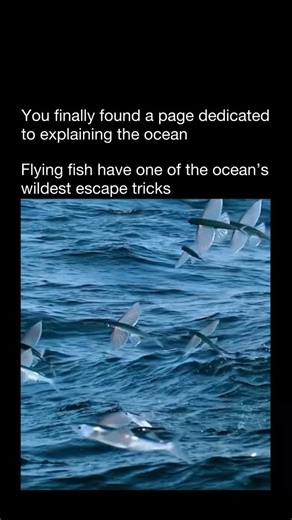 Explaining The Ocean on Instagram: "Flying fish have one of the ocean’s wildest escape tricks. 🐟✨ When chased by predators like tuna or marlin, they launch out of the water and fly—gliding up to 200 meters across the surface! Their wing-like fins and powerful tails make this possible. But survival isn’t easy. Above the waves, frigatebirds swoop down to snatch them mid-flight, forcing flying fish to choose between predators of the sea or predators of the sky. 🌊➡️☁️ Nature’s ultimate balancing a