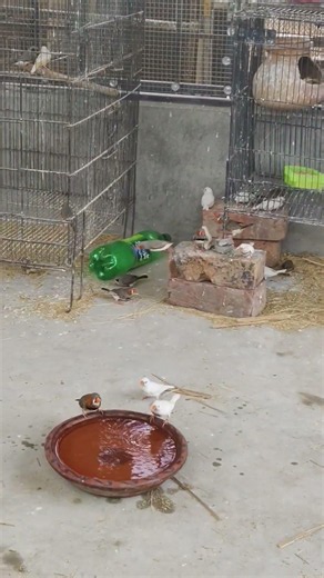 🐦 Incredible Zebra Finches in Action | Rare & Colorful Aviary Shorts 😍 #birds #nature #shorts