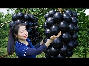 Harvesting Giant Black Fruits to Sell at the Local Market | Simple Rural Girl Life