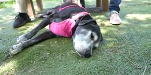 Amarillo vet clinic shares signs of heat stroke in pets