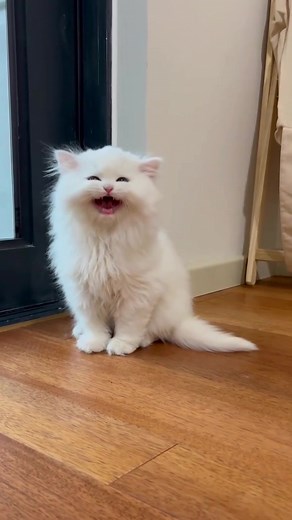 Why Do Cats Bark Like That? Exploring Feline Sounds