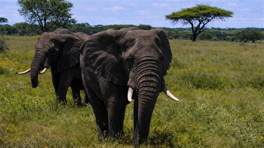 Two elephants walking calmly across an open savanna landscape