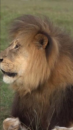 St Ignatius of Antioch | Bishop, Martyr & Early Church Father #saintsstories #history