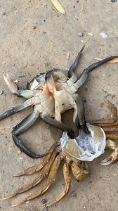 586K views · 7.6K reactions | EL SECRETO DE LA MUDA DEL CANGREJO Este pequeño cangrejo no está en peligro, pero atraviesa un momento clave de su vida: la muda. Cuando crece, necesita desprenderse de su vieja armadura dura. Todo comienza con una grieta en la cabeza, y poco a poco se libera de su antigua cáscara. #Cangrejos #Naturaleza #Curiosidades #VidaMarina #Animales | Agropecuaria TV | Facebook