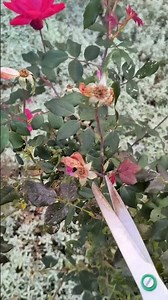 Cutting spent rose buds 4