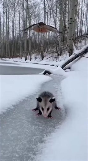I was walking by the frozen creek today when I saw this tiny little baby opossum all by itself. It was so small and looked a little lost on the ice. Out of nowhere, this huge hawk just swooped down from the trees. My heart absolutely sank, I thought for sure that was it for the little guy. 😥 But then, like a lightning bolt, its mama shot out of the snowbank! I couldn't believe how fast she moved to get between the hawk and her baby. She was so fierce! Hissing and showing all her teeth, she wasn