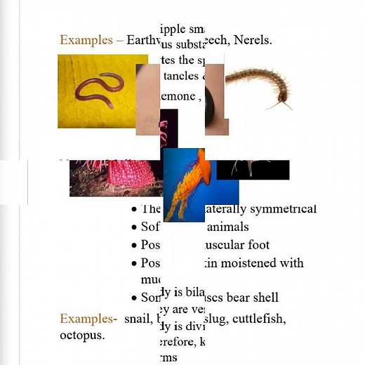 Grade 8. science. Unit 2. Animal classification . short notes . part 1/2