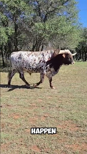 Bull ATTACK! How Dangerous Are They? 🐂🔥