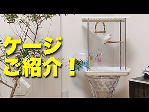【文鳥ケージ紹介】シンプルおすすめレイアウトで掃除も簡単！‘’Java sparrow‘’‘’Java bird‘’‘’Java finch‘’‘’문조‘’